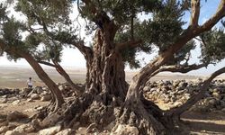 Nuh'un Gemisi  Cudi Dağı'nda mı?