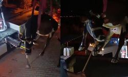 İnek evin damında mahsur kaldı