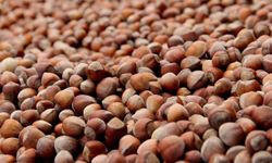 Fındıkta üçlü zarar