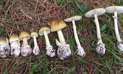 Mantar sezonu başladı