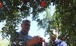 Döşemealtı'da nar üreticiyi sevindirdi