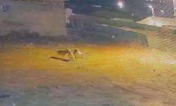 Köye inen kurtlar, köpeğe saldırdı
