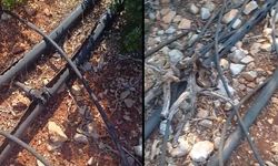 Dünyaca ünlü yolda kirlilik isyan ettirdi