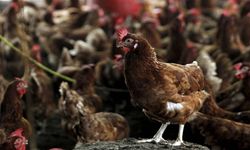 Almanya’da kuş gribi alarmı