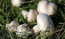 Sonbaharda mantar zehirlenmelerine dikkat