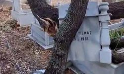 Devrilen ağaçlar mezarları yıktı