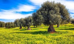 Su krizine en  uygun bitki