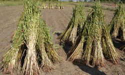 Manavgat’ta hasat zamanı