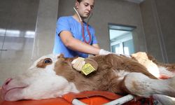 Kırmızı etin şifresi: Buzağı ölümleri