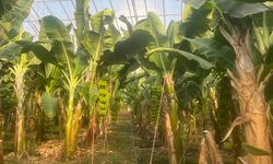 Alanya tropikal üretimde Türkiye’nin öncüsü