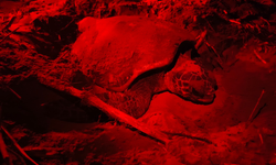 Kırmızı ışık projesi başladı