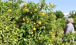 En ucuz meyve: Mandalina