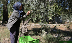 Zeytin rekoltesinde yüzde 30 kayıp