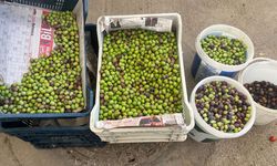 Antalya’da zeytin zamanı