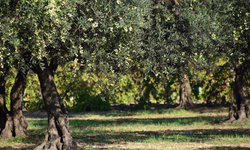 Zeytinci üreticisi maliyet mağduru