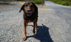 Sokak köpeklerini kontrolsüz beslemek yasaklandı