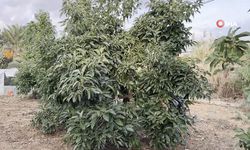 Hırsızlar muz ve avokado hasadı yaptı