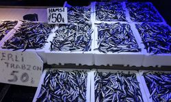 Karadeniz’de hamsi bolluğu