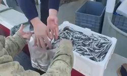 Esnafa inat, hamsiyi ücretsiz dağıttılar