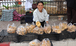 Mantar geçim kaynakları oldu