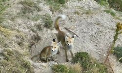 Tilki ailesi havadan görüntülendi