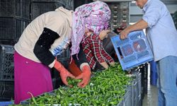 Hal endeksi açıklandı