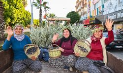 Manavgat’ta zeytin festivali başlıyor