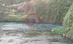 Düden Çayı'nda can pazarı