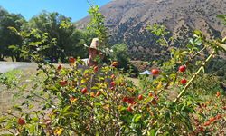 Kuşburnuda hasat zamanı