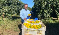 Finike'de hasat zamanı