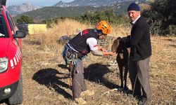 Korkuteli'de mahsur kalan keçi kurtarıldı