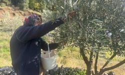 88 yaşında zeytin hasadı yapıyor