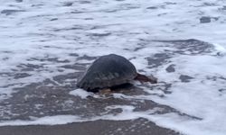 Özgürlüğüne kavuştu