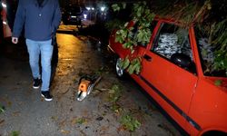 Antalya'da şiddetli rüzgar 10 metrelik ağacı devirdi