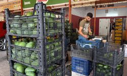 Avokadoda rekolte rekoru