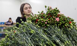 Çiçekte ihracat rekoru