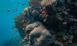 Antalya'nın deniz ekosistemi canlanacak
