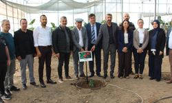 Tropikal meyve serasına kahve fidanı dikildi