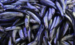 Balık tezgahları hamsi ile doldu