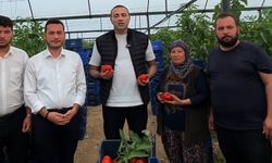 Serik’te üretici alarm veriyor: Domatesin maliyeti satış fiyatını geçti!