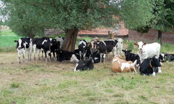 Manavgat’ta hayvancılıkta yeni fırsat!