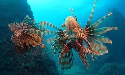 İstilacı Türler İzleme Merkezi Antalya'da kurulacak