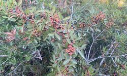 Antalya’da menengiç zamanı