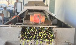 Serik’te zeytin hasadı başladı