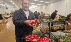 Sirtaki yerine Türk karanfili