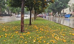 Kuvveli yağış turunçları yollara döktü