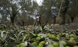 Tatilin gözdesi Ayvalık oldu