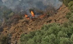 Aydın'da orman yangını!