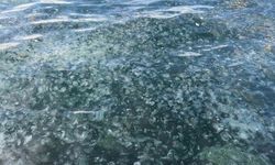 Deniz beyaza büründü