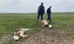 Ölümler azalırsa fiyatlar düşer